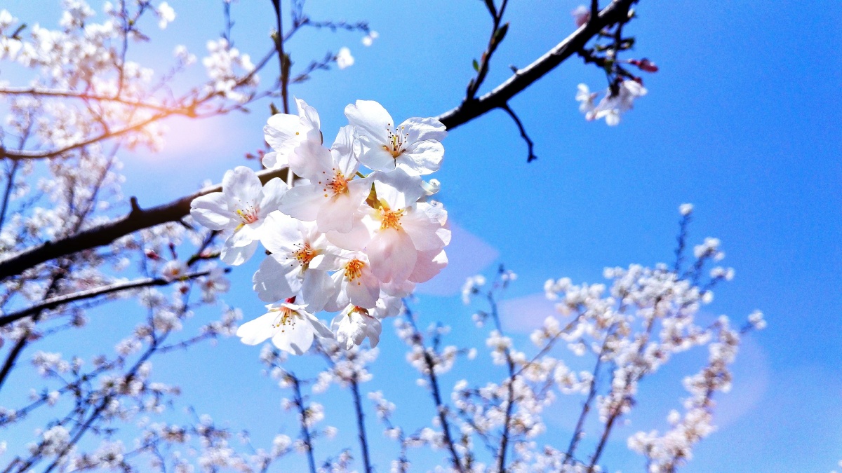 春暖花开 樱花 - dengbi - 图虫