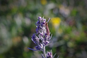 IMGP2226.jpg