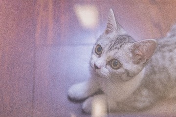 16025