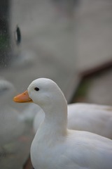 592B94BD-F0F0-438C-B3D8-461D933D3581/L0/001