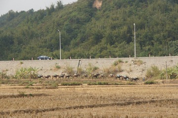 马队