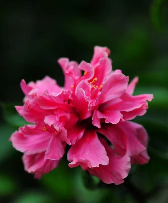 朱瑾花南宁市花