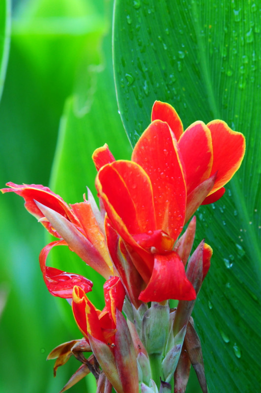 美人蕉 . 台扉 .素材集