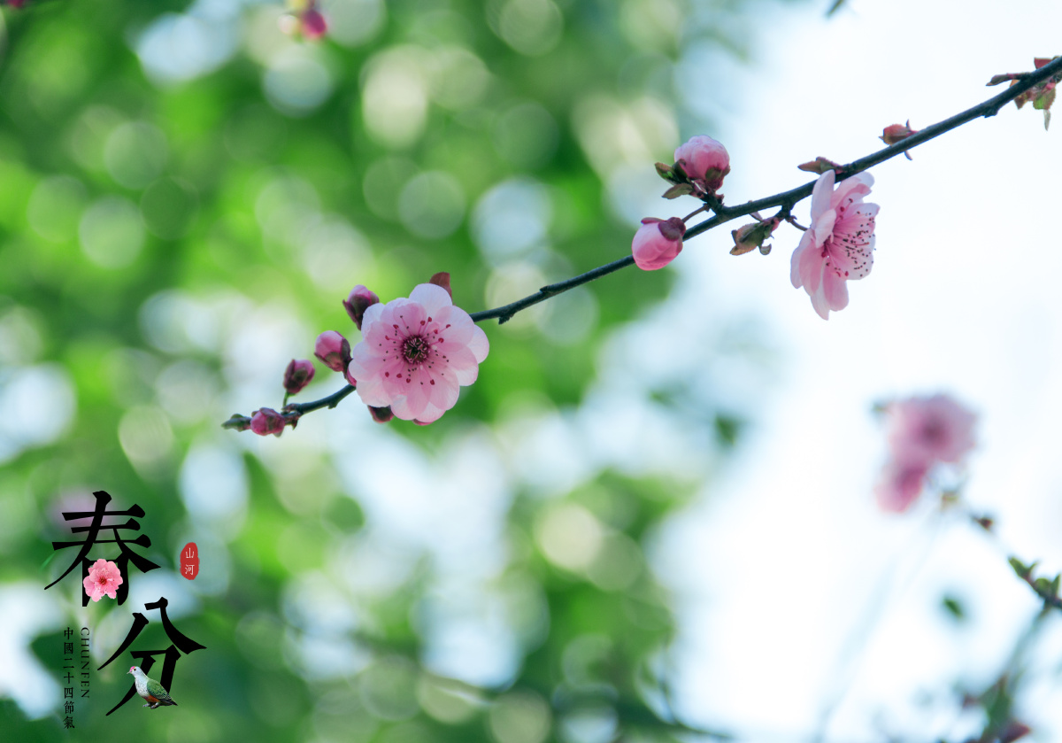 桃之夭夭,灼灼其华.