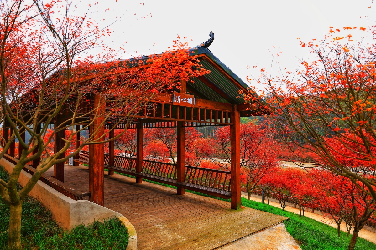 春天里的红枫摄于重庆市南湖多彩植物园