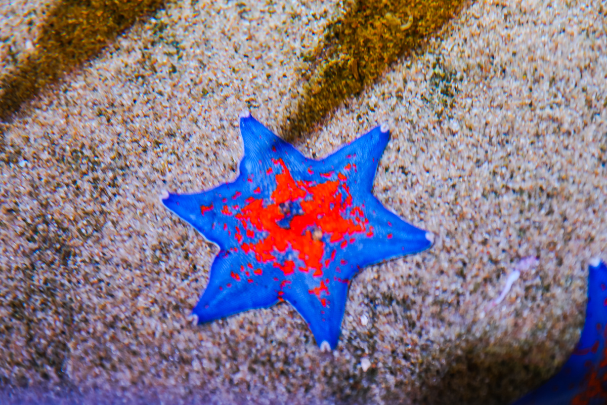 中结构生理最有代表性的一类,体扁平,多为五辐射对称,六角海星很少见