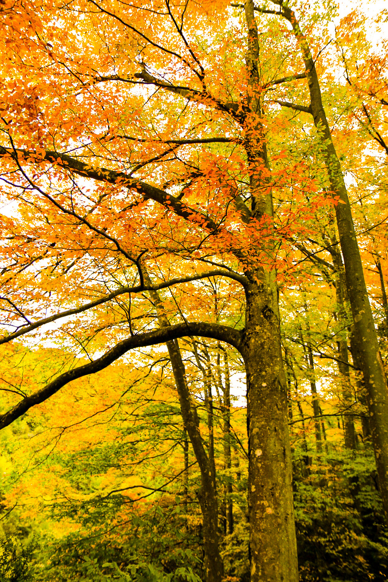 彩树摄于四川光雾山风景区