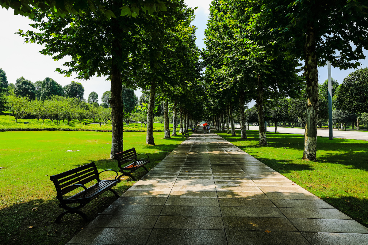 梧桐林荫大道摄于重庆中央公园