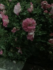 E52E7F73-F2EA-45B2-823B-D4D4BD432C7A/L0/001
