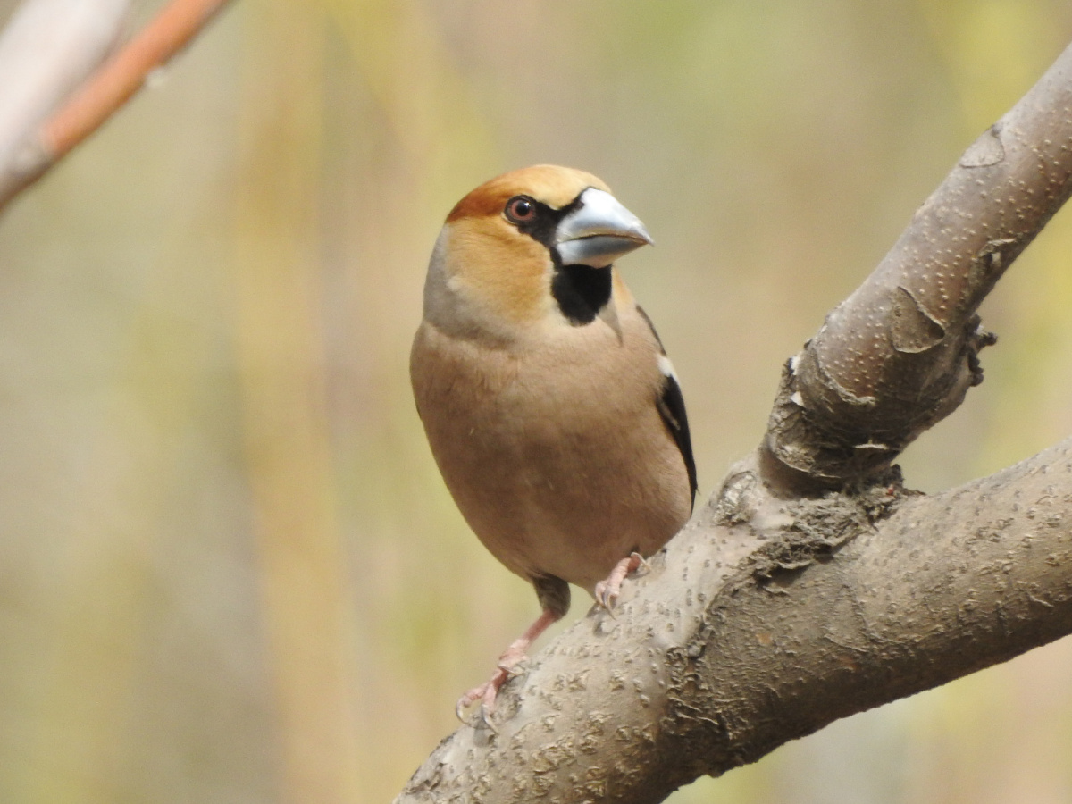 铁嘴钢牙蜡嘴雀