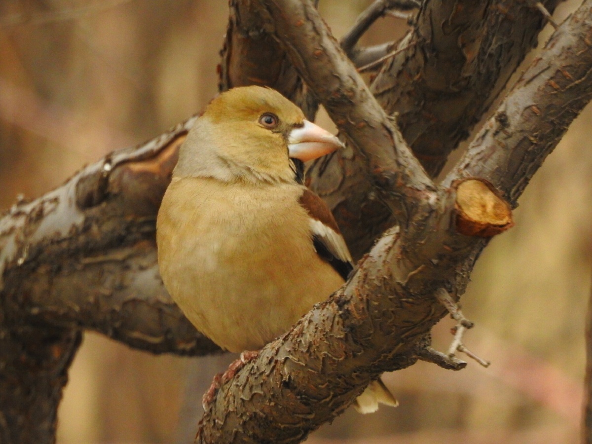 铁嘴钢牙蜡嘴雀