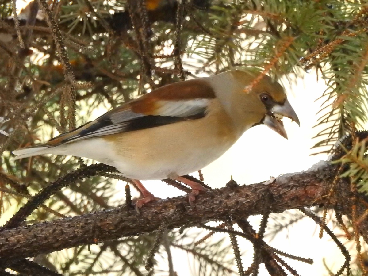 铁嘴钢牙蜡嘴雀