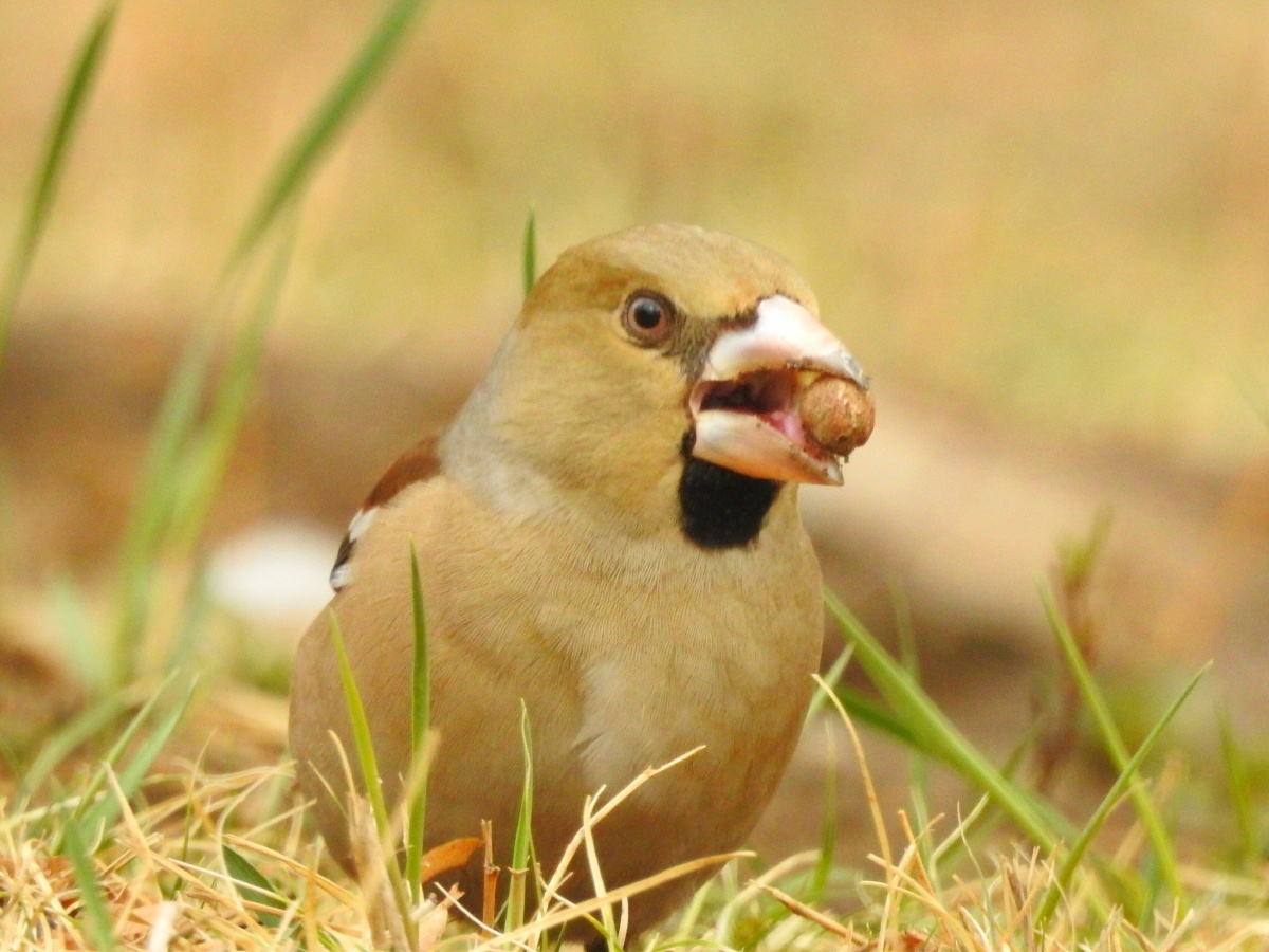 铁嘴钢牙蜡嘴雀