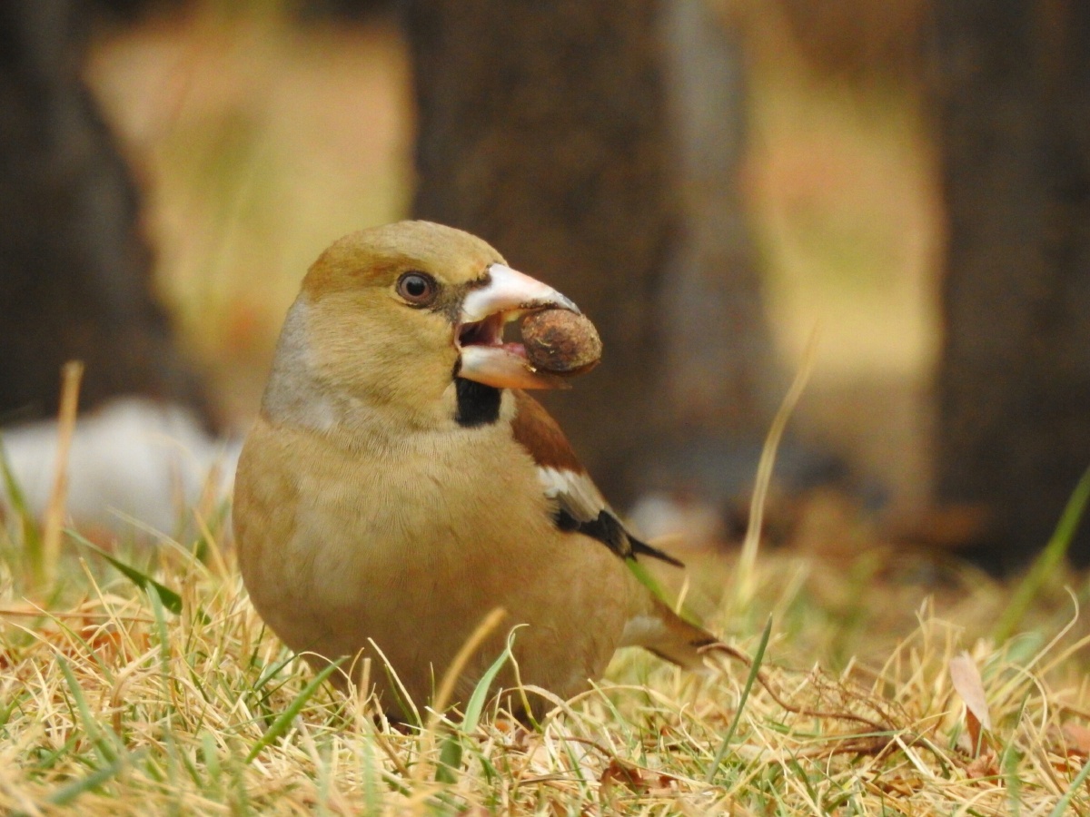 铁嘴钢牙蜡嘴雀