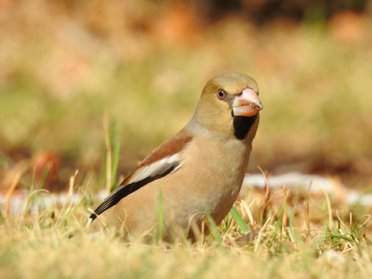 铁嘴钢牙蜡嘴雀