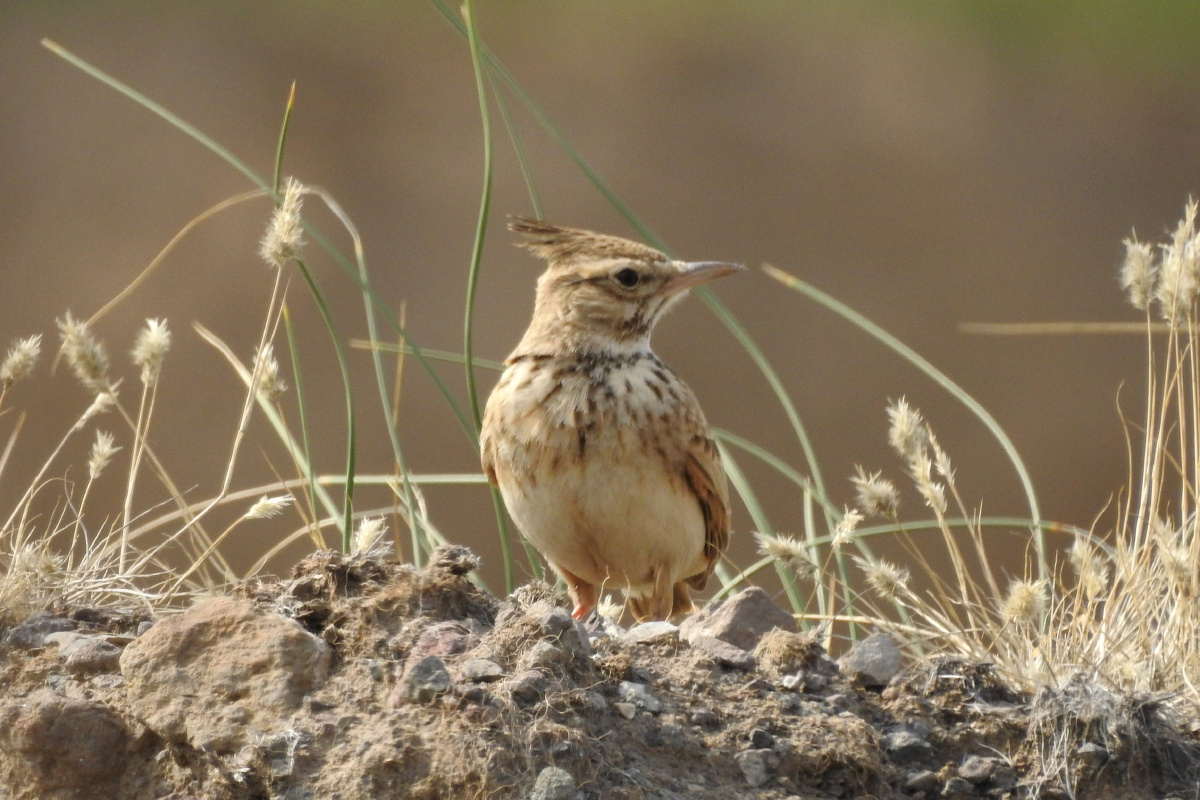 小云雀和鹨小百灵