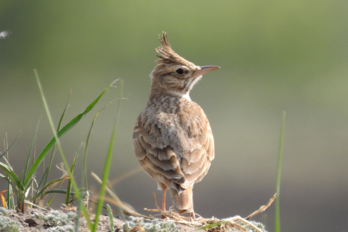 小云雀和鹨小百灵