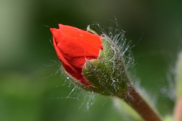 78514
