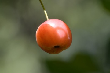 153741