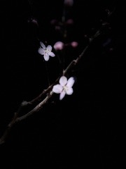 CE1A1F84-481C-41A7-9EF3-1F6380164BD6/L0/001