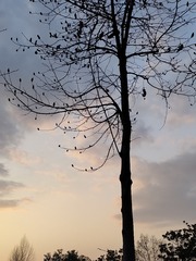 1000062303