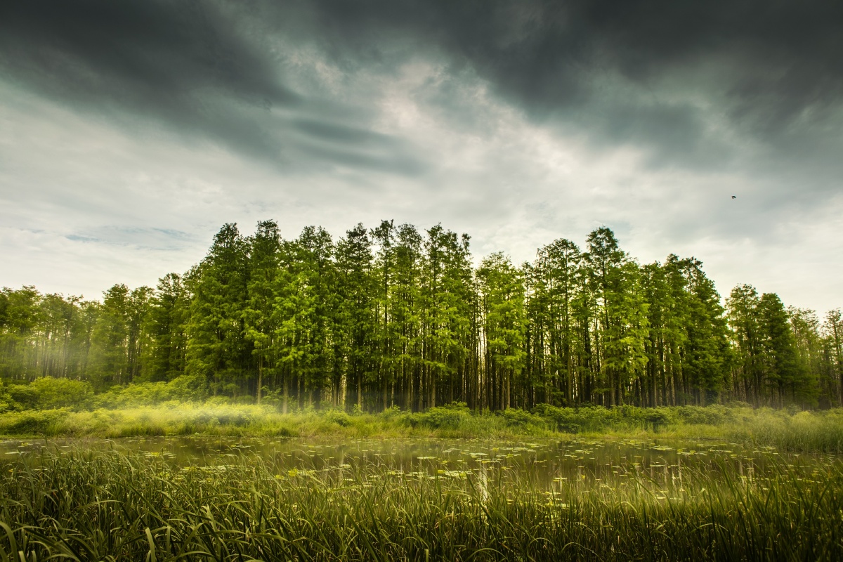 大雨前的湿地树林