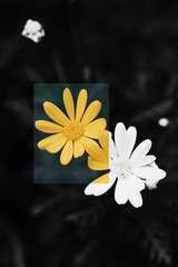 CA172A39-09CE-4A4A-9D3D-94B98F331627/L0/001
