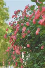 07036F21-960A-405A-AF44-A959F54D9841/L0/001