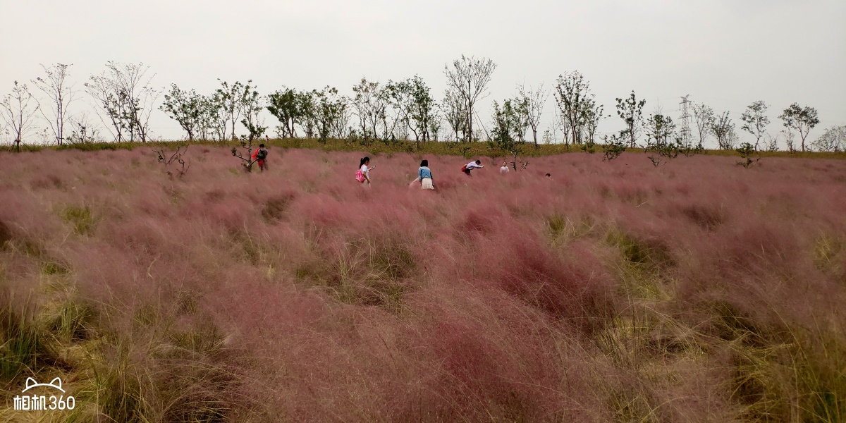 墨西哥鼠尾草苗木基地