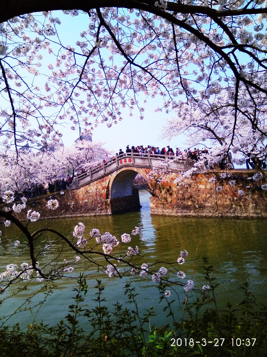 鼋渚樱花名扬天下