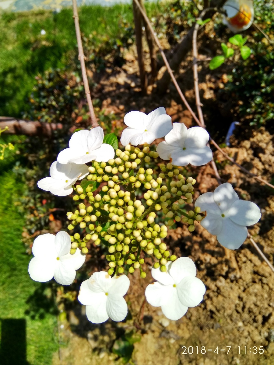 街头琼花开一一琼花又叫聚八仙八片洁白的花瓣如八位仙子围玉盘而坐花