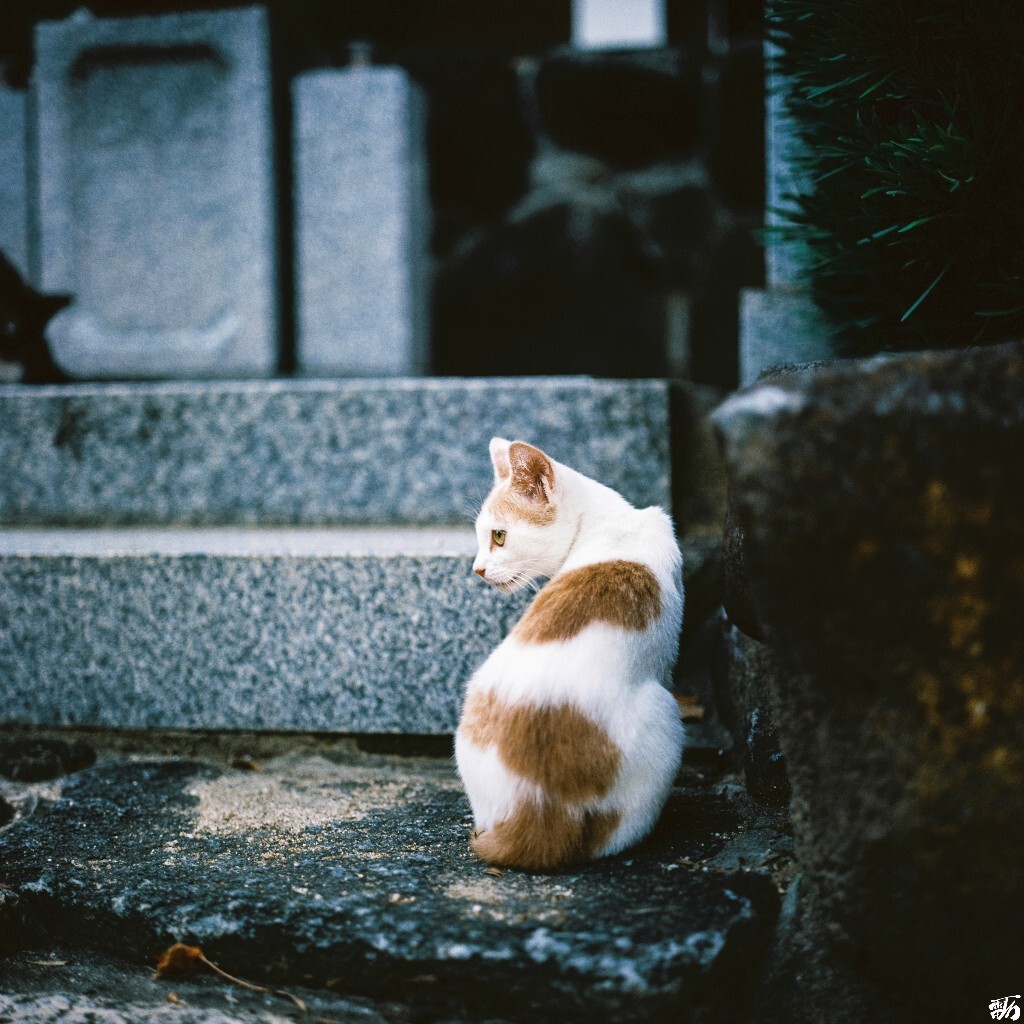 四天王寺，大阪