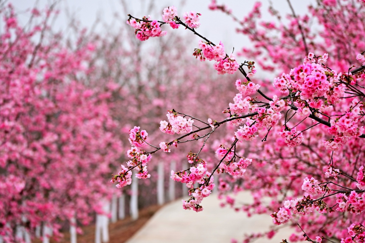 宜良山后樱花谷