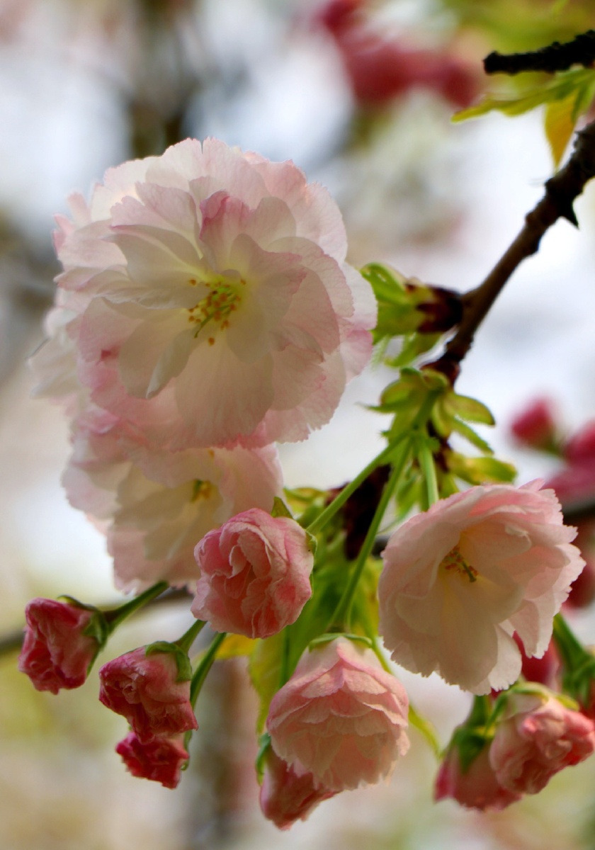 陌上花开 - g-furui - 图虫网 - 优质摄影师交流社区