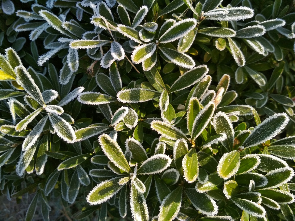 朝阳照在染霜的冬青叶上,突然间杭州的冬天早晨没那么冷了