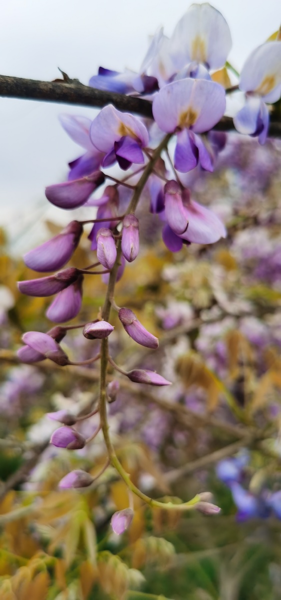 紫藤花 - 向日葵姓向 - 图虫