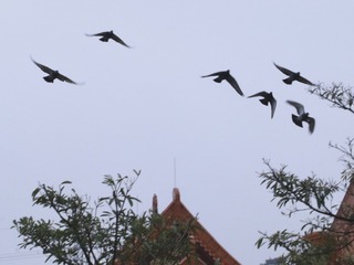 0D9B5E56-B52D-4AB2-B36D-39D9B4C50668/L0/001