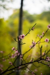 A702433C-A5B1-4A07-BB4D-245E63C6DFA4/L0/001