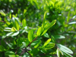 DSC01341.JPG