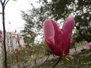 DSC03917.JPG