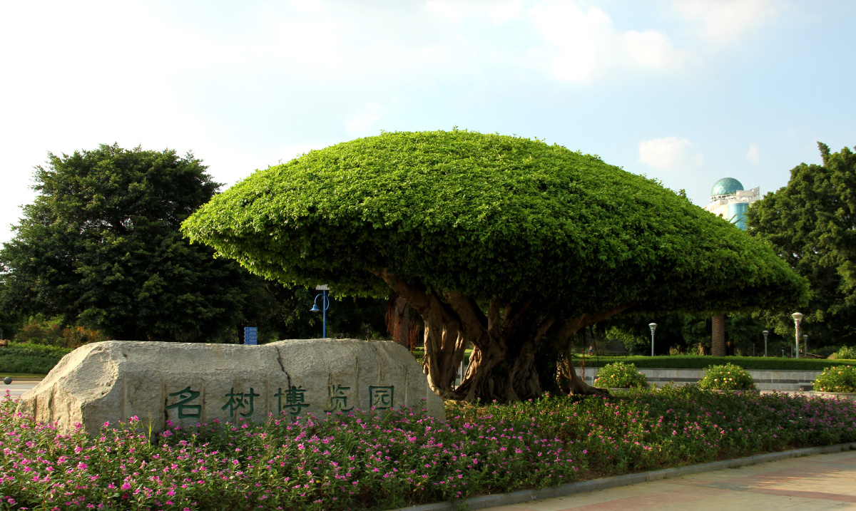 名树园
