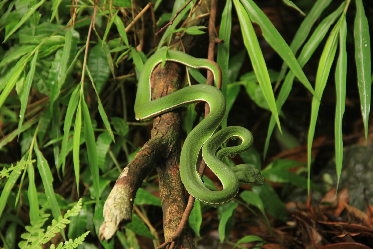 大明山的竹叶青