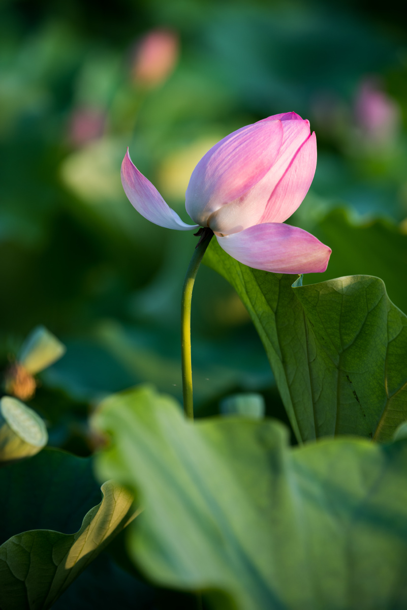 竖拍 荷花 - 趣冷 - 图虫