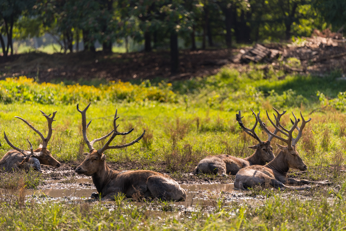 南海子公园打卡麋鹿