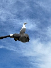 7008985C-59A3-43BE-8A88-E737C6248DF9/L0/001