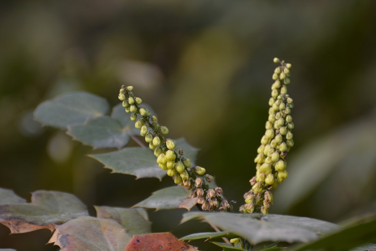 清热补虚,化痰止咳:主治肺结核咯血,骨蒸潮热,头晕耳鸣,腰腿酸