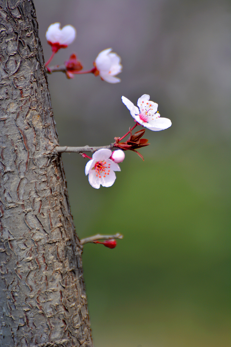 红叶李花开清新淡雅超然脱俗