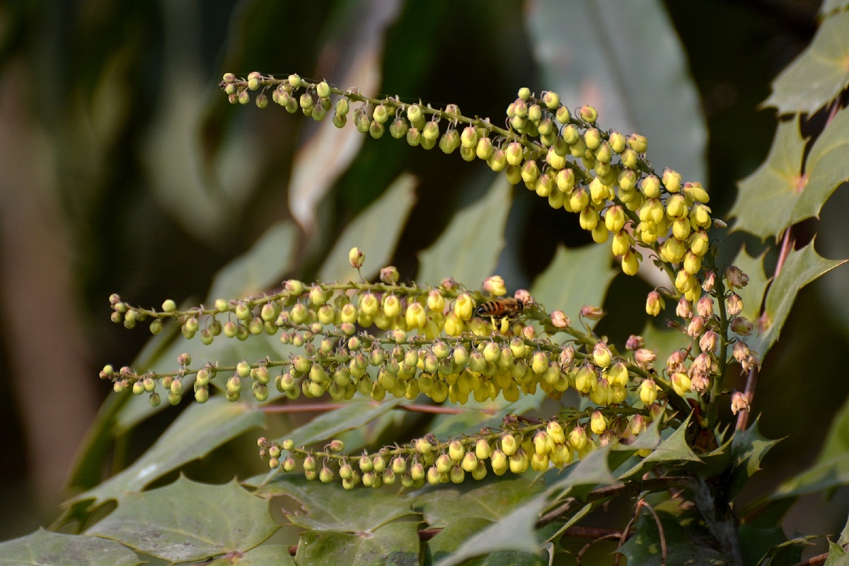 清热补虚,化痰止咳:主治肺结核咯血,骨蒸潮热,头晕耳鸣,腰腿酸