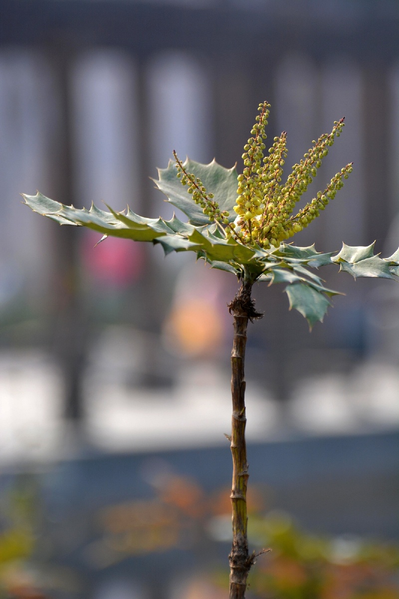 清热补虚,化痰止咳:主治肺结核咯血,骨蒸潮热,头晕耳鸣,腰腿酸