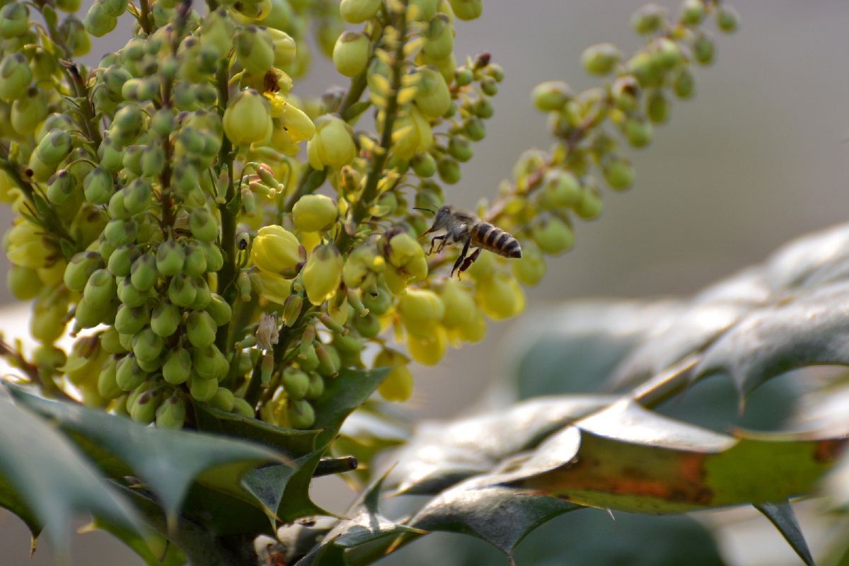 清热补虚,化痰止咳:主治肺结核咯血,骨蒸潮热,头晕耳鸣,腰腿酸